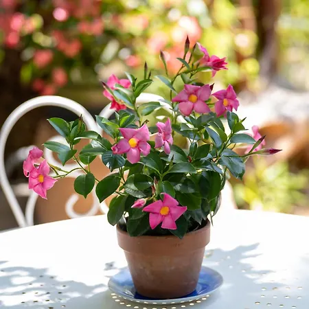 La Ferme Saint-antoine شقة *